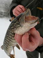 Chubby Darter vs. Esox Lucius