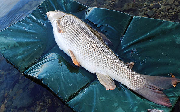 Articol Carlige Din Japonia Energofish